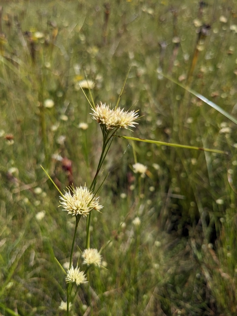 Large Beaksedge photo 6