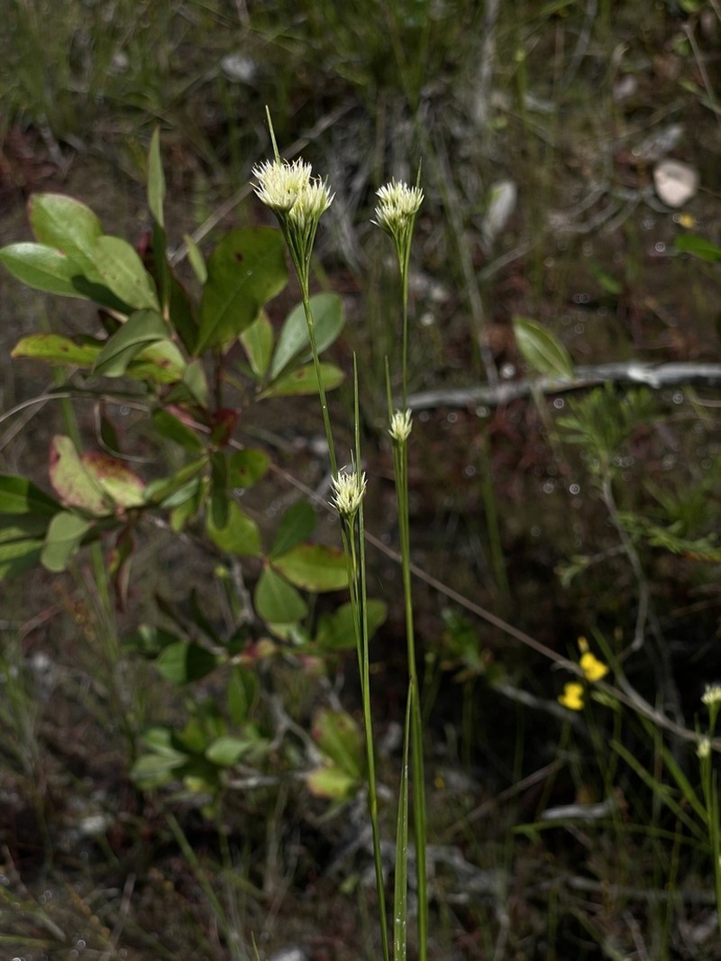 Large Beaksedge photo 8