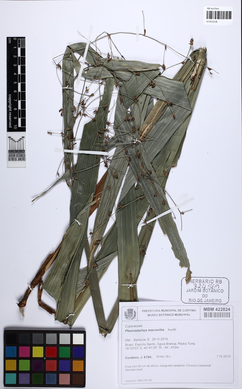 Rhynchospora macrantha