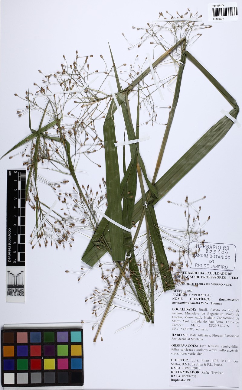 Rhynchospora macrantha photo 2
