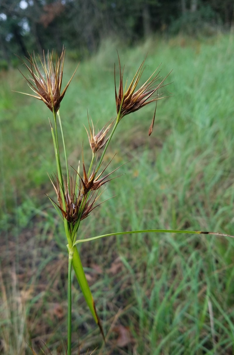 Tall Horned Beaksedge