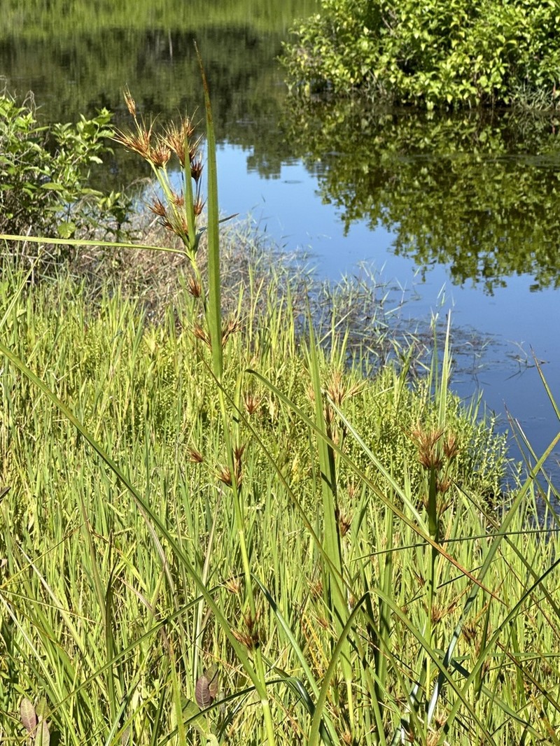 Tall Horned Beaksedge photo 5
