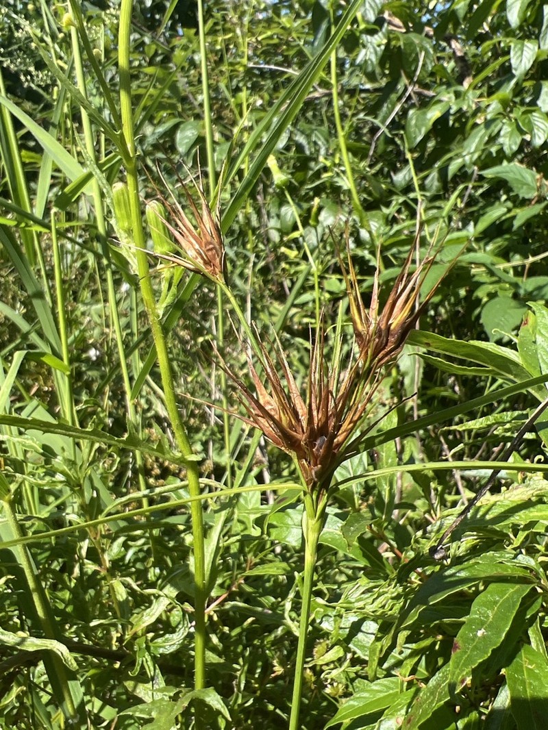 Tall Horned Beaksedge photo 6