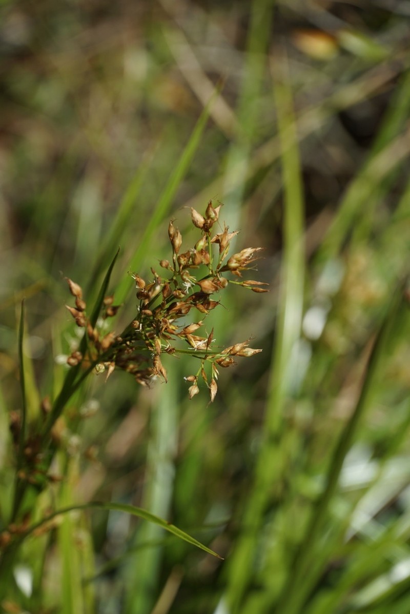 Sandyfield Beaksedge photo 7
