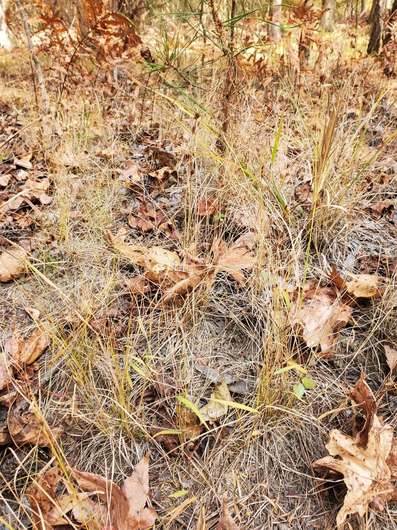 Rhynchospora mesoatlantica photo 3