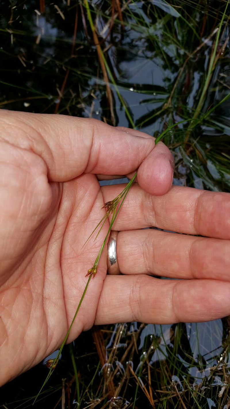 Rhynchospora mesoatlantica photo 2