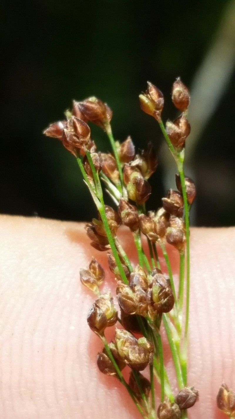 Southern Beaksedge