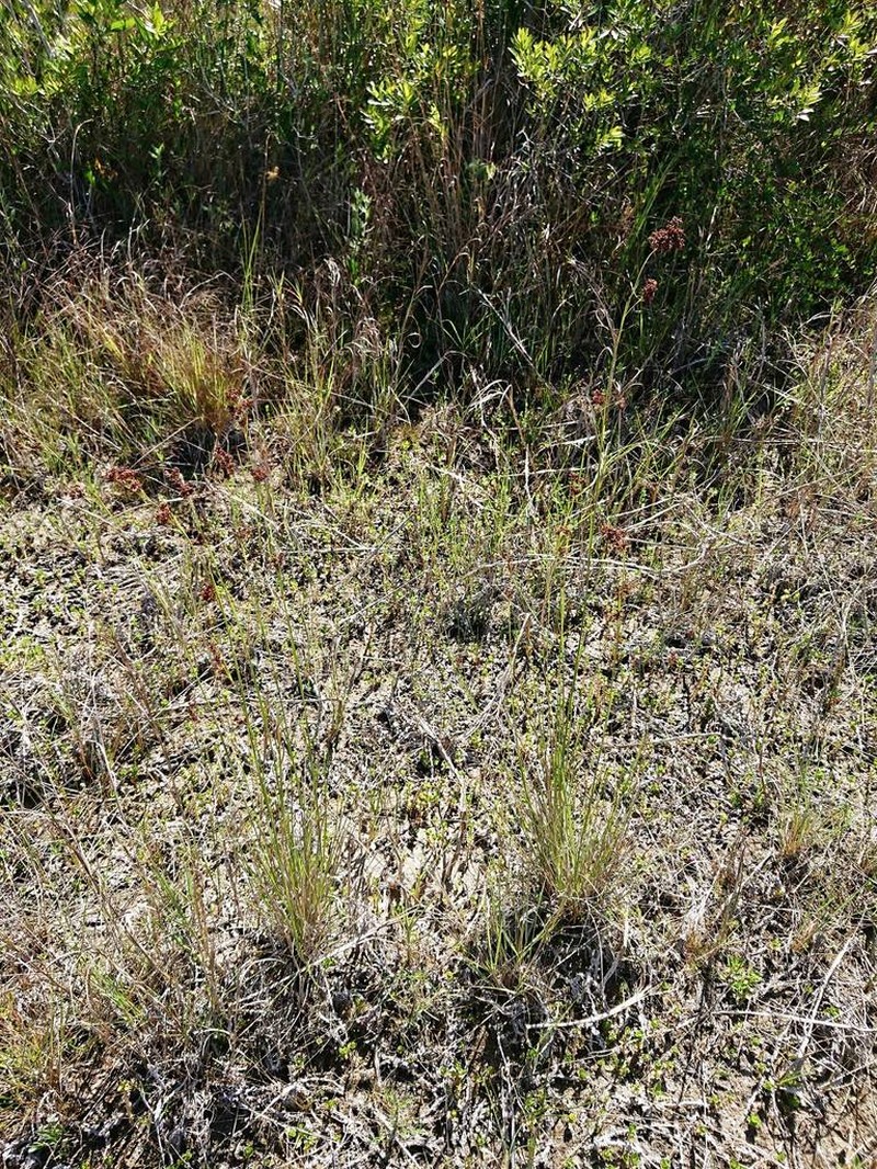 Southern Beaksedge photo 2