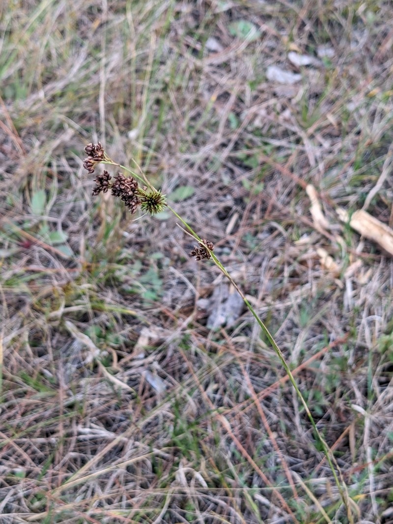 Southern Beaksedge photo 3