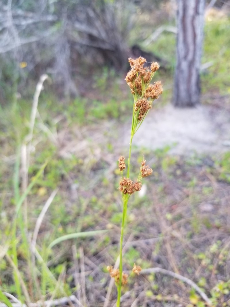 Southern Beaksedge photo 7