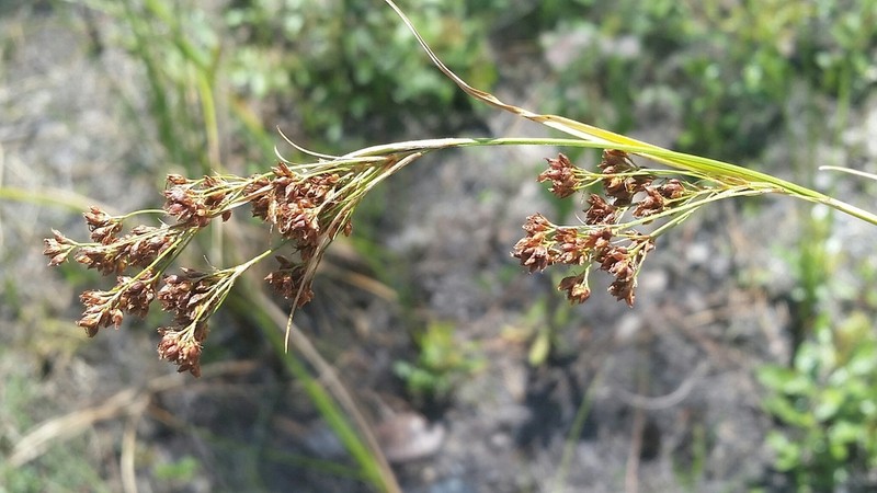 Southern Beaksedge photo 8