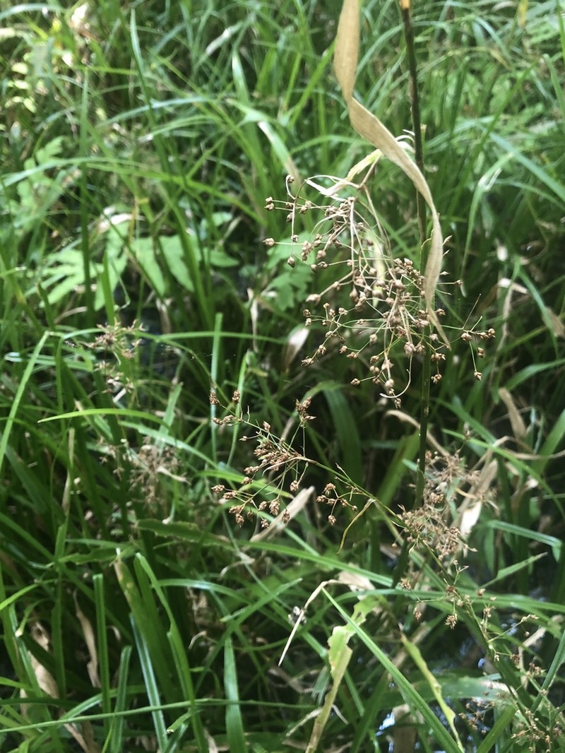 Millet Beaksedge