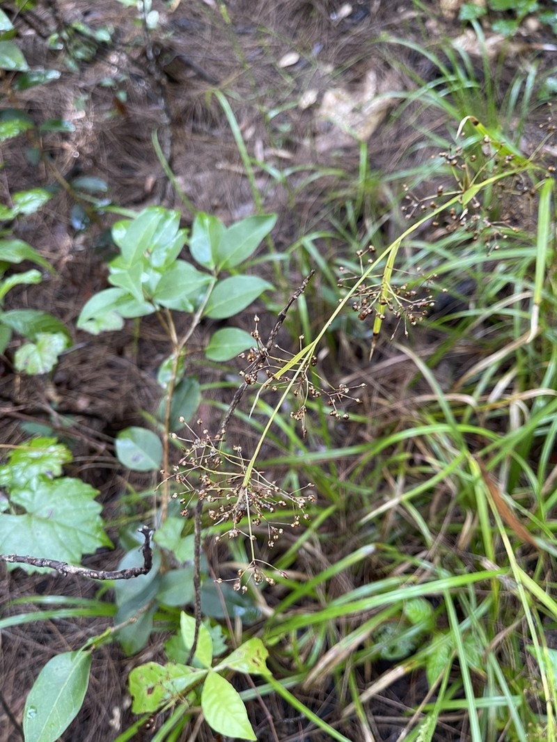 Millet Beaksedge photo 2