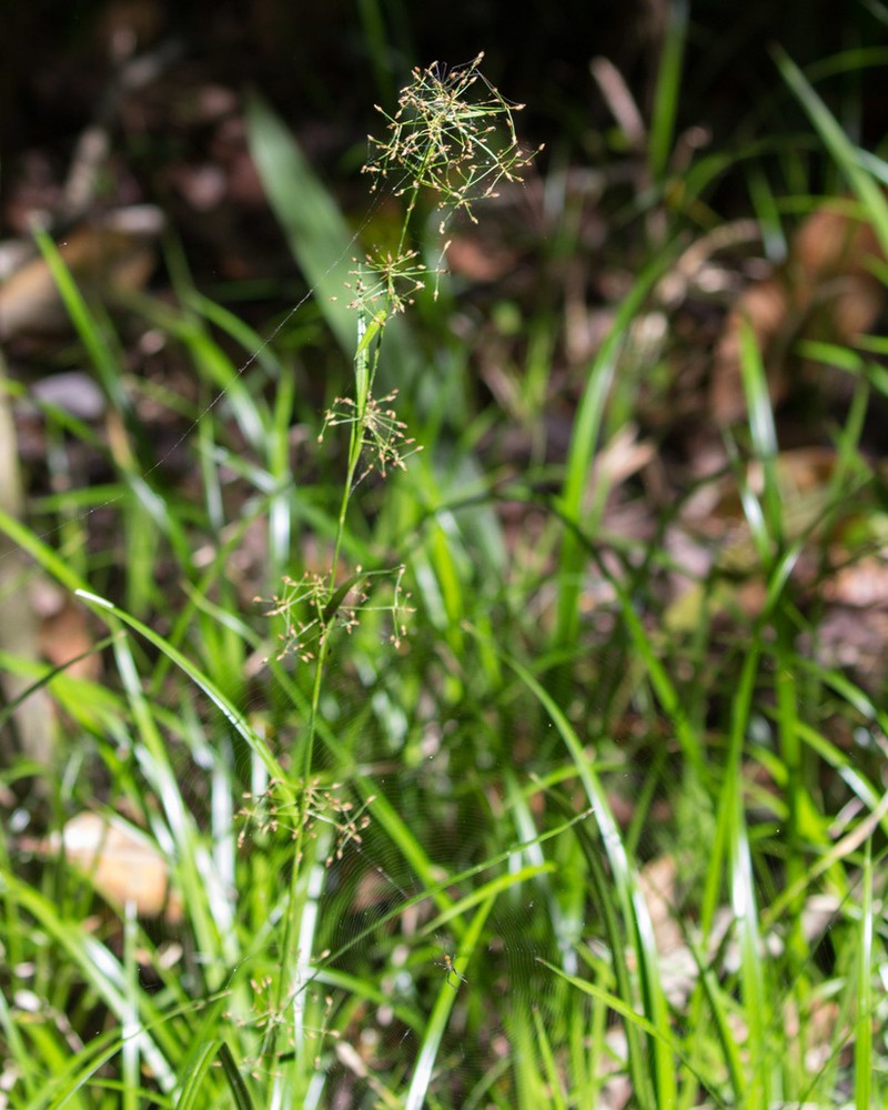Millet Beaksedge photo 4