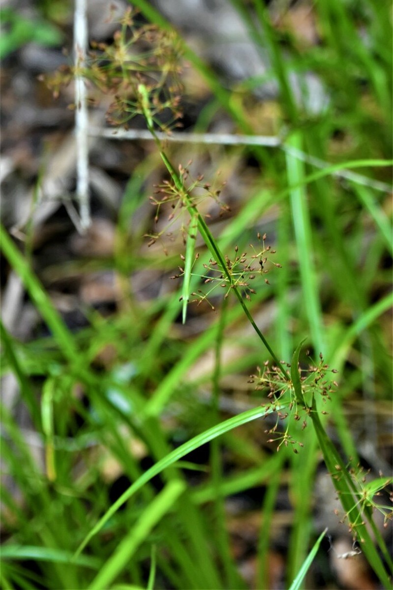 Millet Beaksedge photo 5