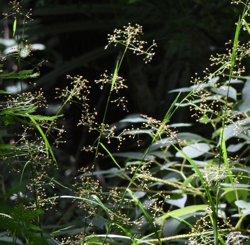 Millet Beaksedge photo 7