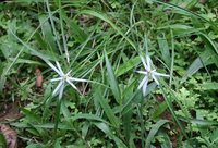 Rhynchospora nervosa