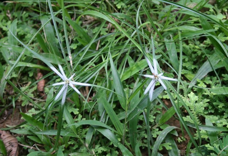 Rhynchospora nervosa