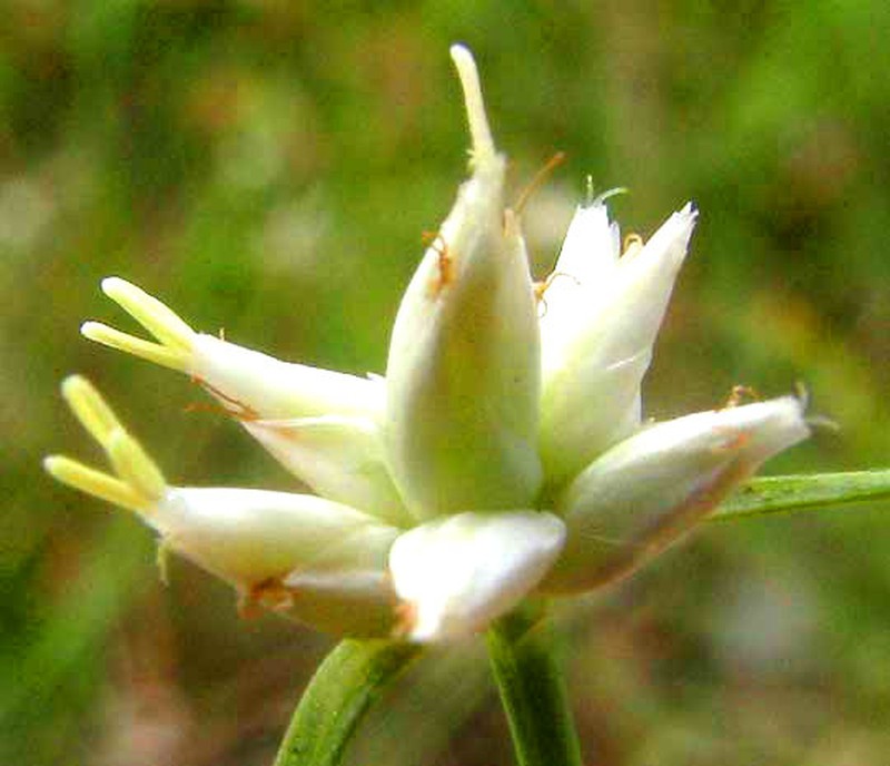 Showy Whitetop