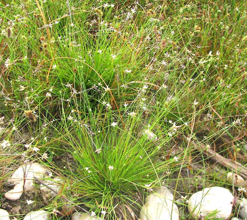Showy Whitetop photo 2