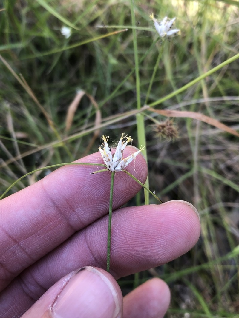 Showy Whitetop photo 3