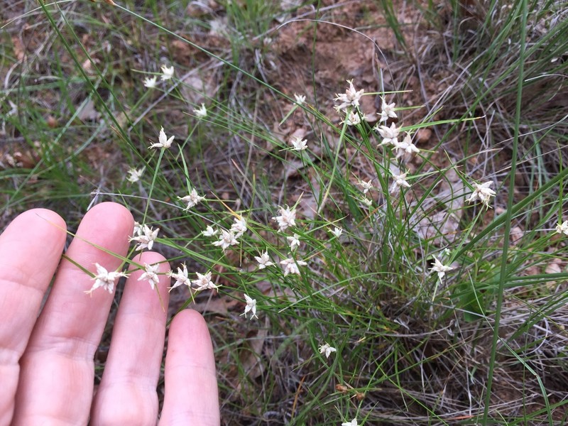 Showy Whitetop photo 4