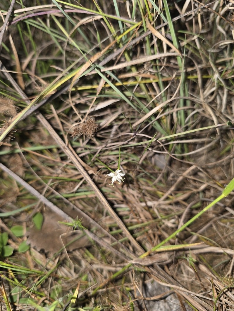 Showy Whitetop photo 6