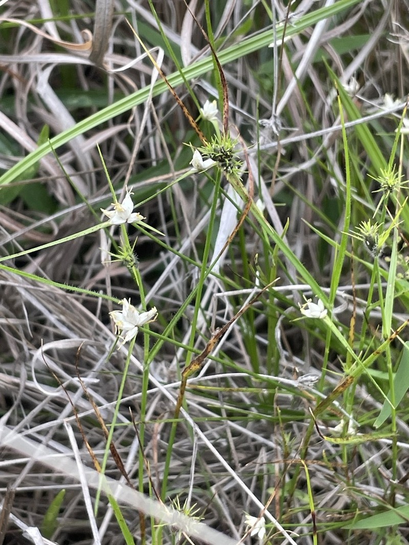 Showy Whitetop photo 7