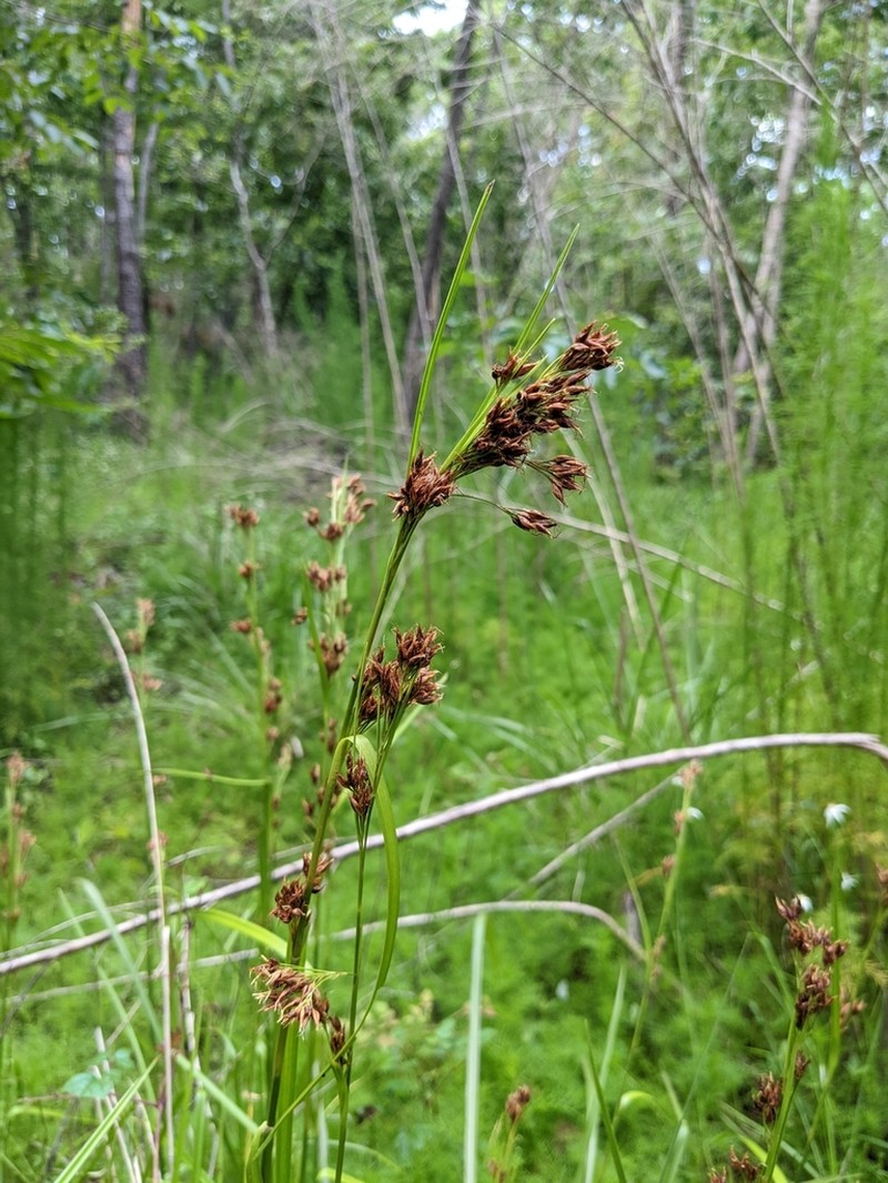 Fragrant Beaksedge