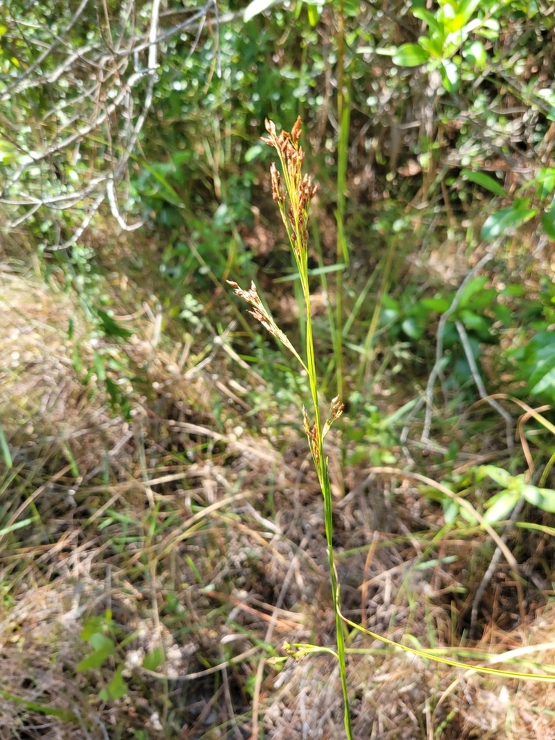 Fragrant Beaksedge photo 2