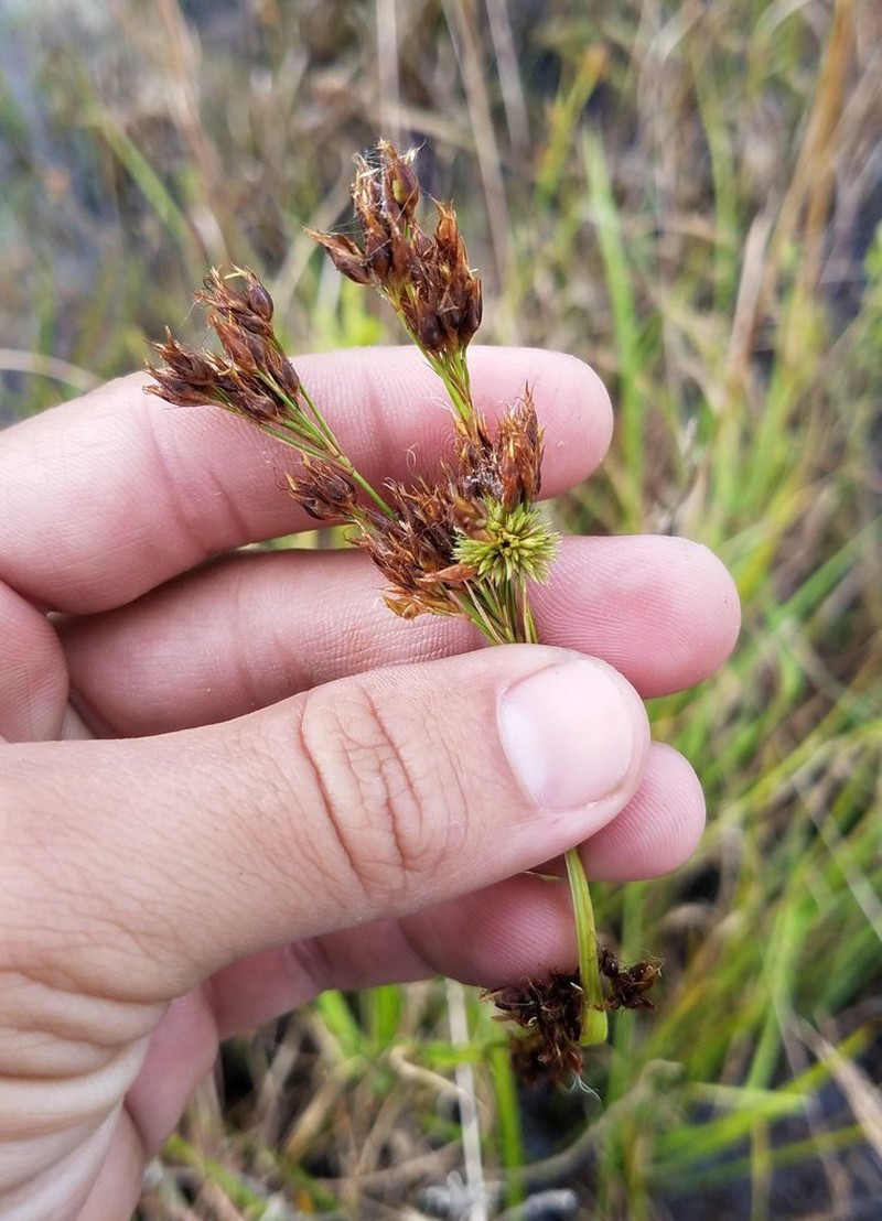 Fragrant Beaksedge photo 3