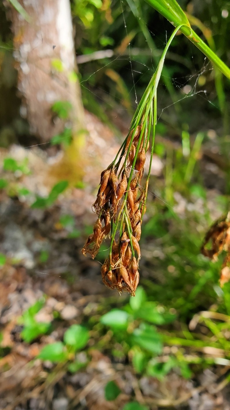 Fragrant Beaksedge photo 4