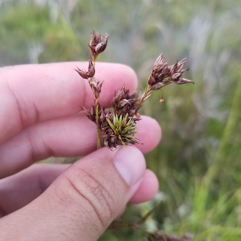 Fragrant Beaksedge photo 5
