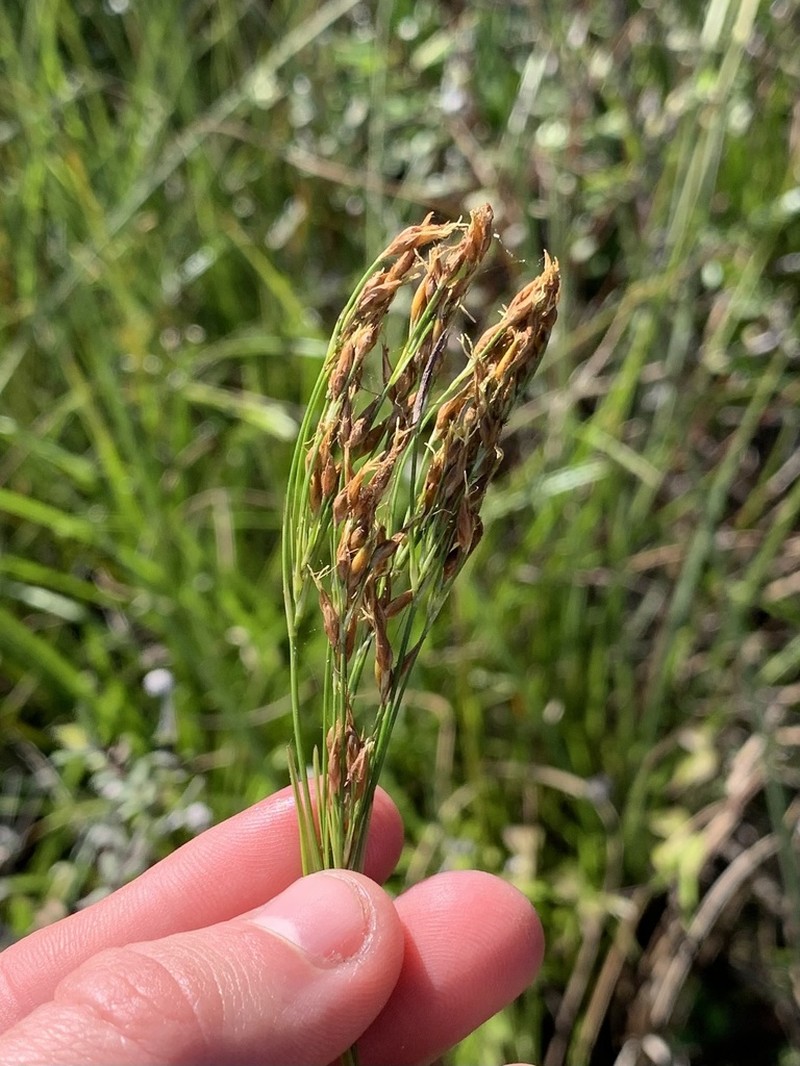 Fragrant Beaksedge photo 6