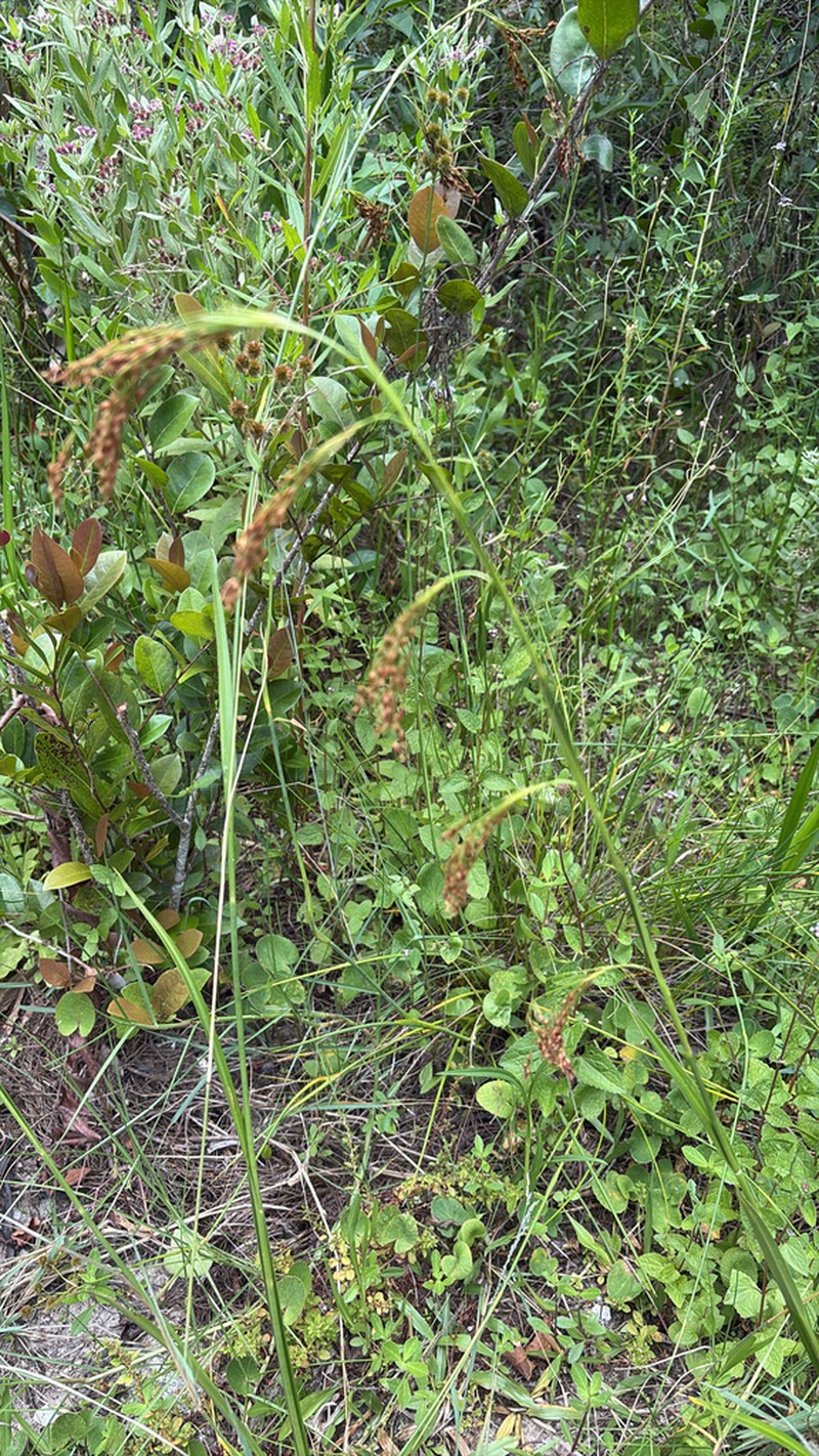 Fragrant Beaksedge photo 7