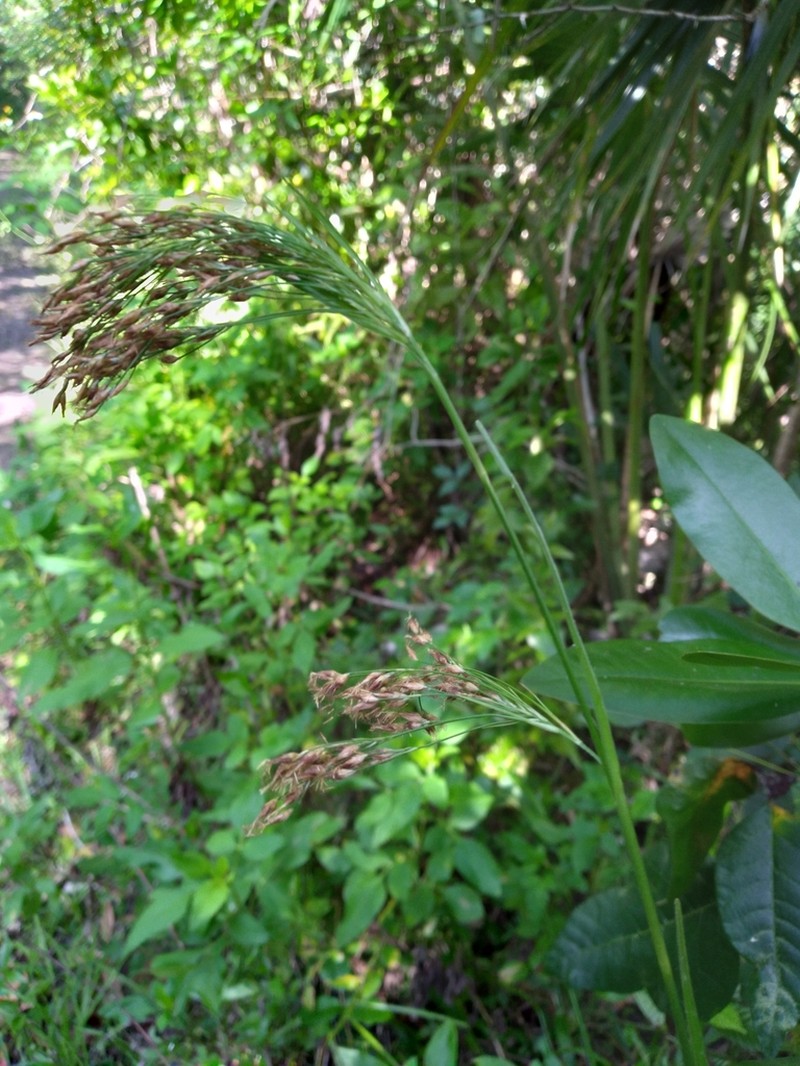 Fragrant Beaksedge photo 8