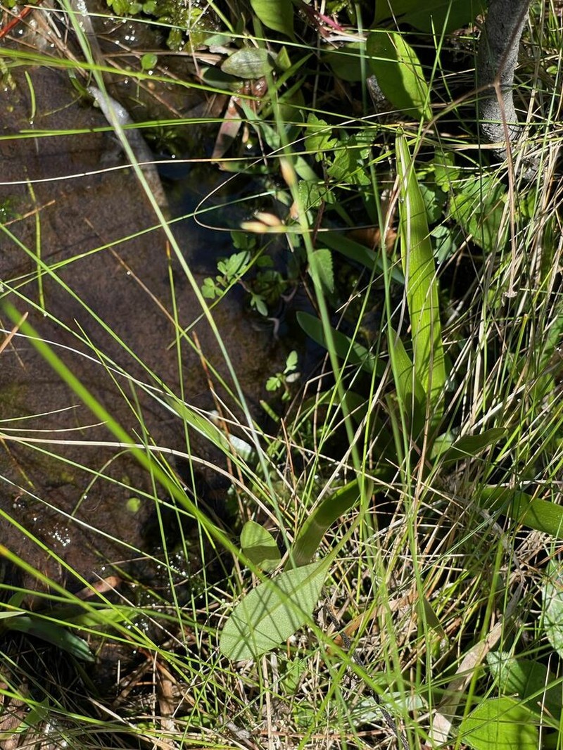 Featherbristle Beaksedge photo 2