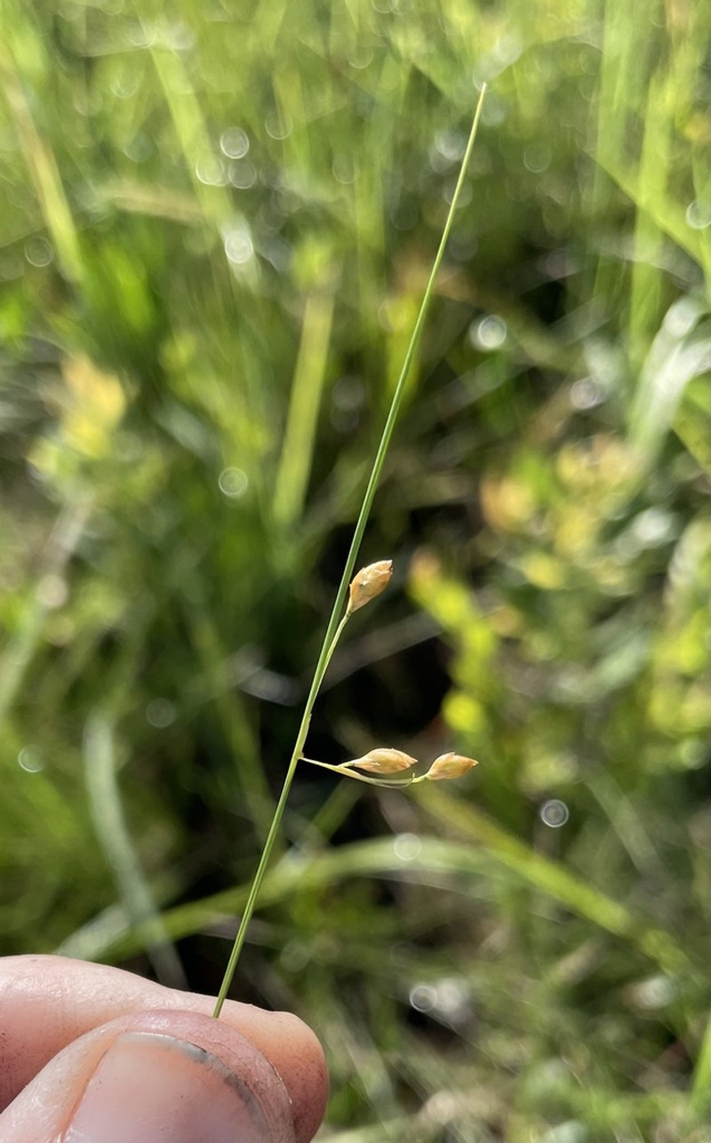 Featherbristle Beaksedge photo 7