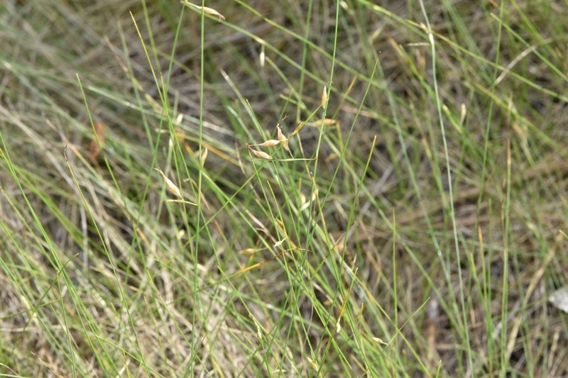 Featherbristle Beaksedge photo 8