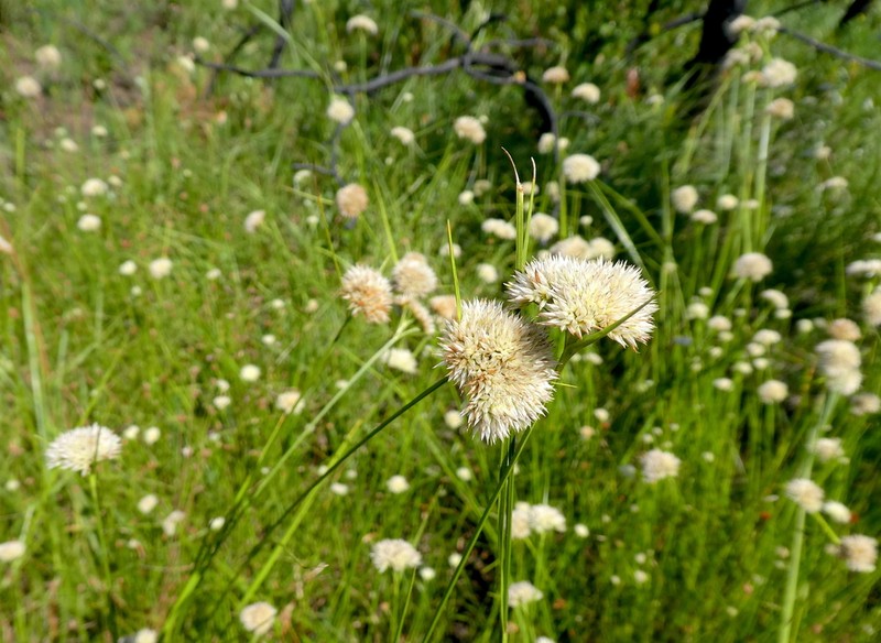Pale Beaksedge