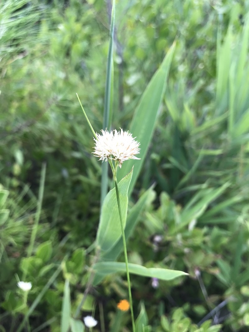 Pale Beaksedge photo 2