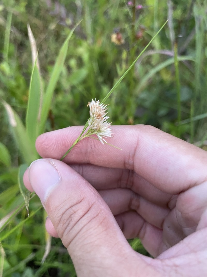 Pale Beaksedge photo 3