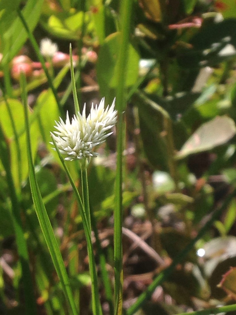 Pale Beaksedge photo 4