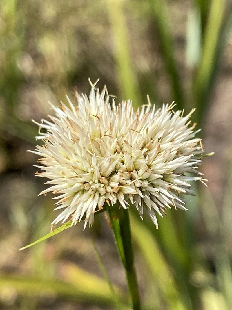 Pale Beaksedge photo 6
