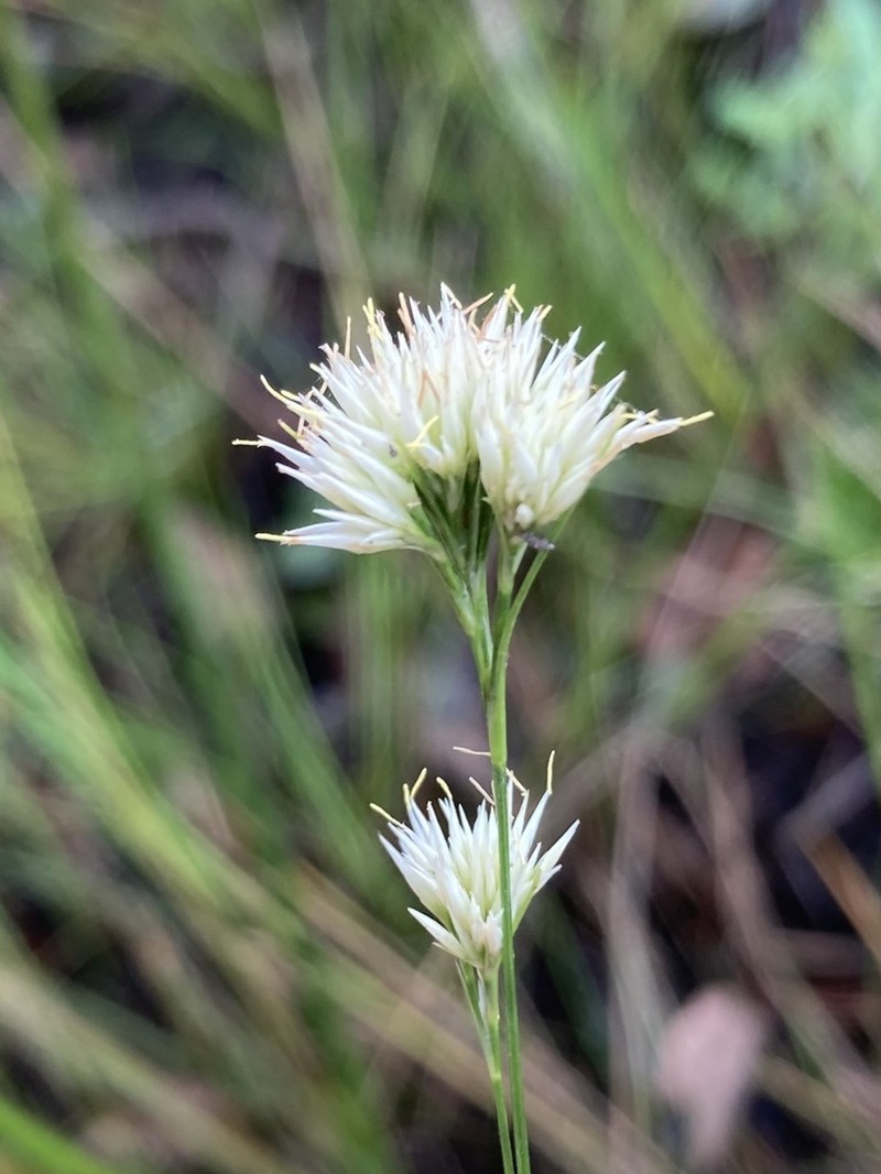 Pale Beaksedge photo 7