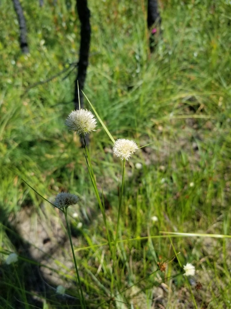 Pale Beaksedge photo 8