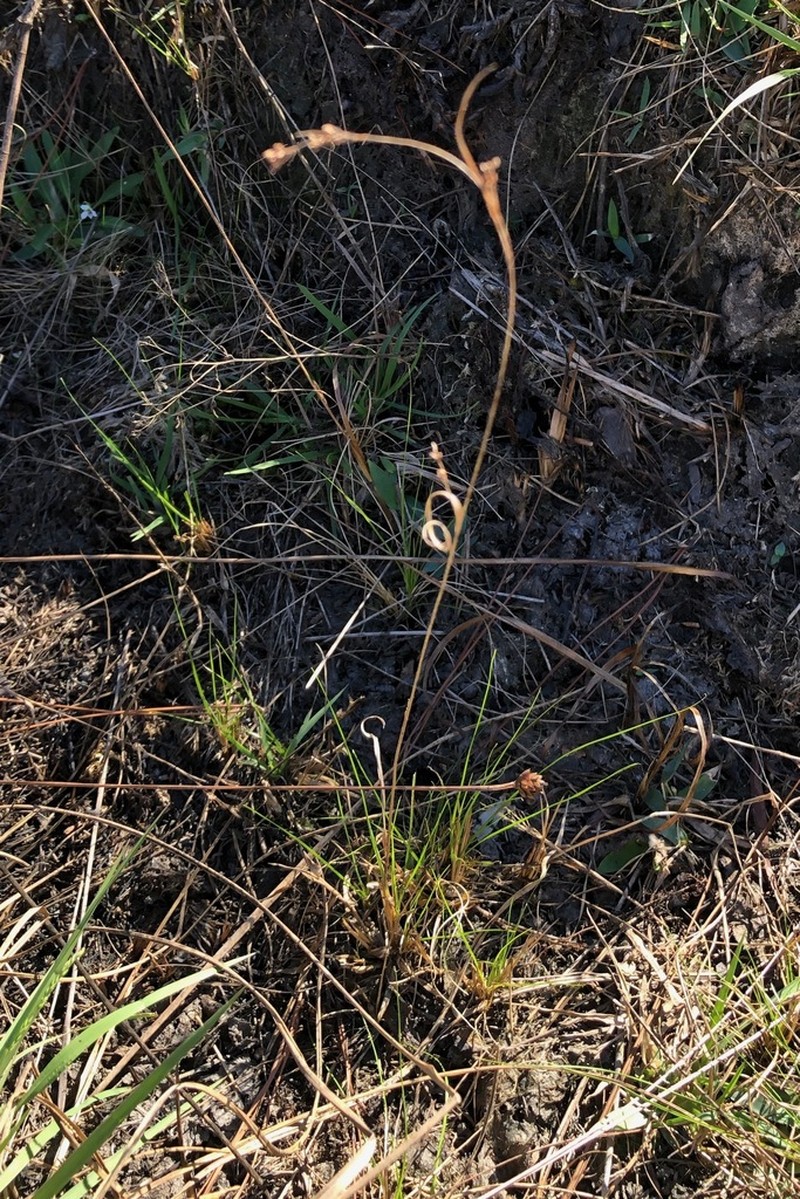Pineland Beaksedge photo 3