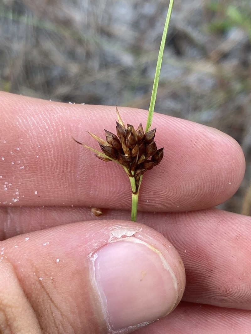 Pine Barren Beaksedge