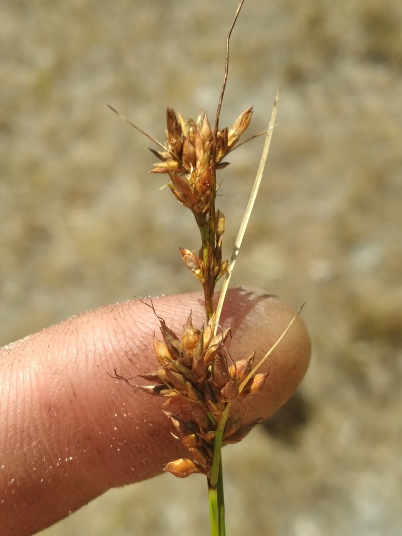 Pine Barren Beaksedge photo 3