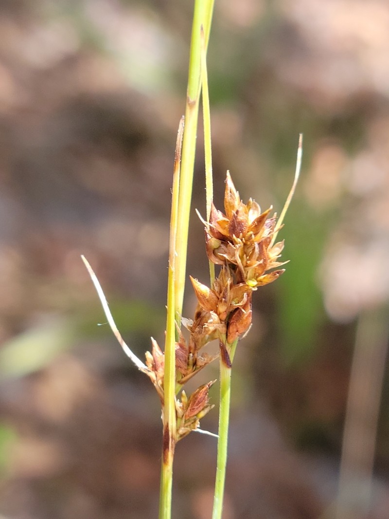 Pine Barren Beaksedge photo 7